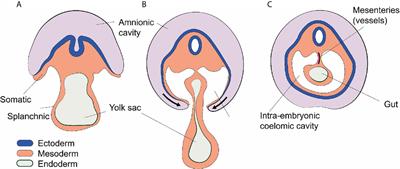 Sterile Injury Repair and Adhesion Formation at Serosal Surfaces